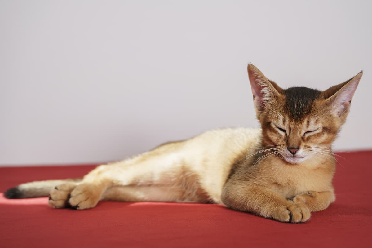 Abyssinian